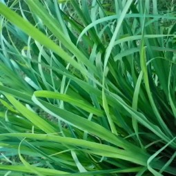 Цитронеллаль (Citronellal) (Т) 5мл