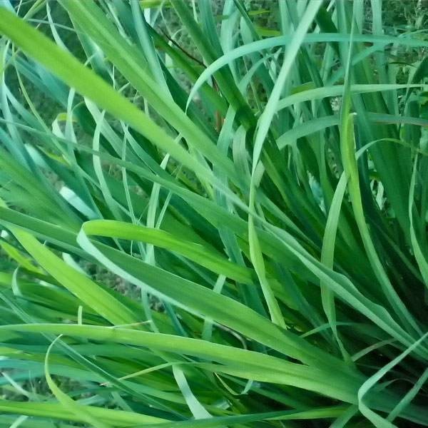 Цитронеллаль (Citronellal) (Т) 5мл