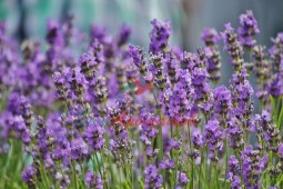 LAVENDER OS/2 БАЗА 5мл