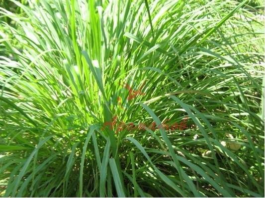 Цитронеллол (Citronellol) (Т) 5мл