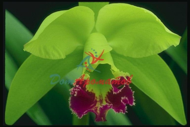 ГЕКСИЛ САЛИЦИЛАТ (Hexyl Salicylate)