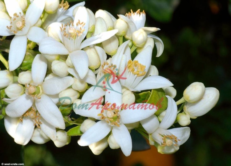 Флер Де Оранж База 5мл