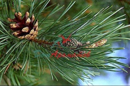 Альфа Пинен нат.