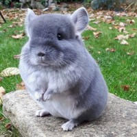 Деликатный мускус база (MDF) 5мл