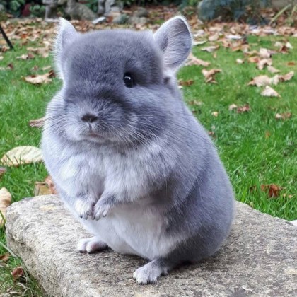 Деликатный мускус база (MDF) 5мл