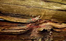 АМБЕР Xtreme™ 10% в ДПГ (Amber Xtreme™ 10% IFF) 5мл