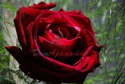 РОЗОКСИД (розы оксид) 2,5мл