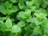 Mint Meadows (Мятные луга) база 5мл