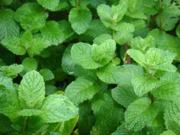 Mint Meadows (Мятные луга) база 5мл