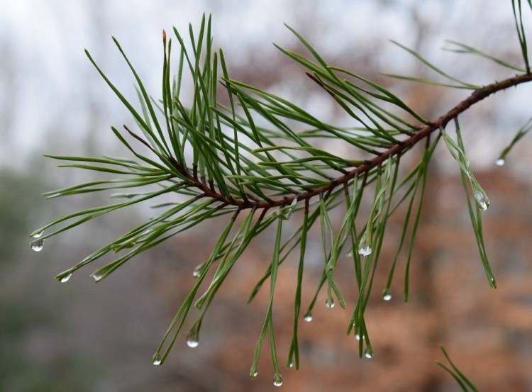 Отдушка "Сосновая иголка"