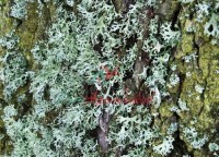 MOSS (мох) база 5мл