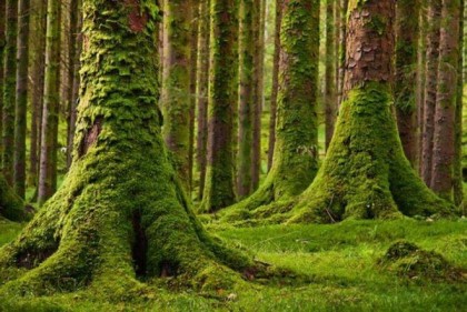 Мох 4 (премиум) база (MDF) 5мл