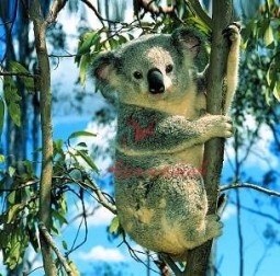 ЭВКАЛИПТОЛ натур. (EUCALYPTOL NATURAL) 5мл