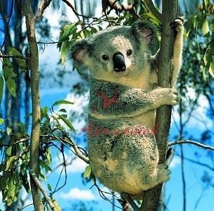 ЭВКАЛИПТОЛ натур. (EUCALYPTOL NATURAL) 5мл