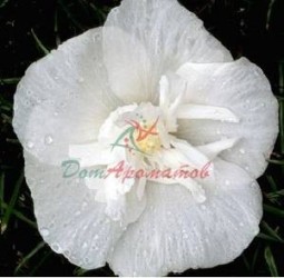 АМБРЕТТОЛИД (AMBRETTOLIDE )