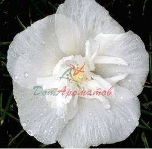 АМБРЕТТОЛИД (AMBRETTOLIDE )