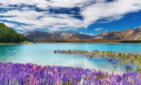 New Zealand (Новая Зеландия) база 5мл