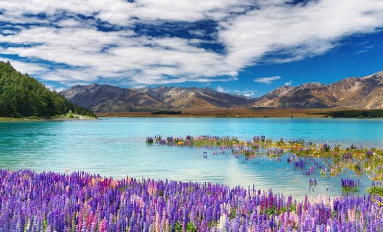 New Zealand (Новая Зеландия) база 5мл