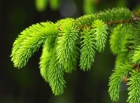 Еловая ветка база (MDF) 5мл