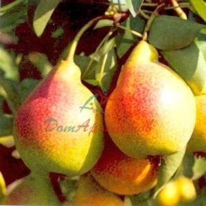 Груша природный меланж ROBERTET 5мл