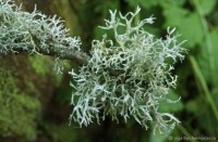 Мох 9 база (MDF) 5мл