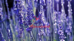 Линалил ацетат