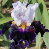 OIRIS-1421 50% В ДПГ БАЗА 5мл