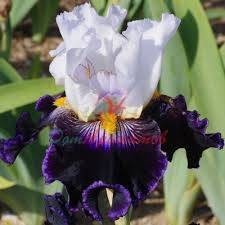 OIRIS-1421 50% В ДПГ БАЗА 5мл