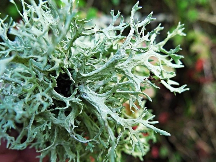 Мох база (MDF) 5мл