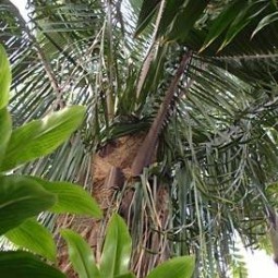 Отдушка "Тропический цветок"