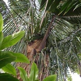 Отдушка "Тропический цветок"