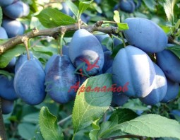 ДАМАСКОН АЛЬФА Firmenich (DAMASCONE ALPHA FAB 937470 Firmenich) 2,5мл