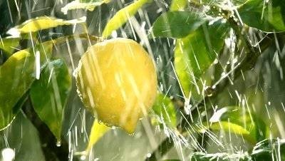 Муссон (MDF) база 5мл