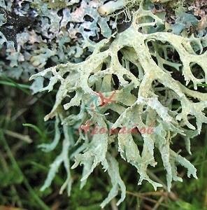 Атралон (Эвернил)