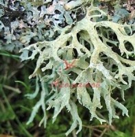 Атралон 10% (Эвернил)