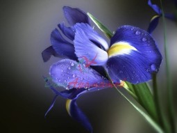 Дигидроионон бета