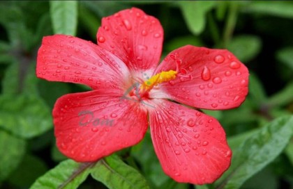 ЭТИЛЕН БРАССИЛАТ (ETHYLENE BRASSYLATE) (Т)