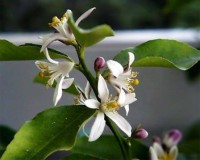 Нероли н/в масло 10мл