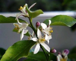 Нероли н/в масло 10мл