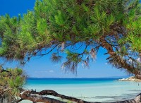 Афермат (Морской формиат) IFF (APHERMATE IFF) 5мл