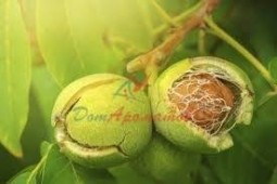 Ацеталь (Ацетальдегид диэтил ацеталь)