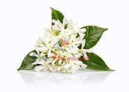 Диметил антранилат 50% в ДПГ 5мл