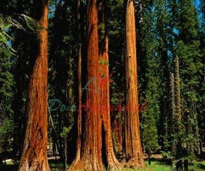 ЯВАНОЛ®G 20% в ДПГ Givaudan (JAVANOL®G 20%DPG Givaudan ) 5мл