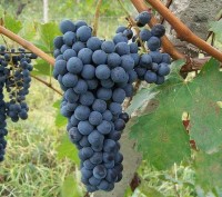Royal grape (Королевский виноград) база 5мл