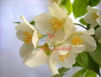 Бензилацетат