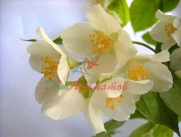 Бензилацетат