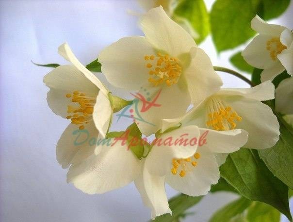 Бензилацетат