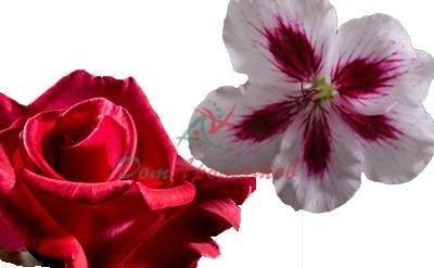 Дифенил оксид 10% в ДПГ  5мл