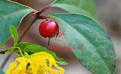 Метил бензоат 1% в ДПГ (methyl benzoate 1% DPG) 5мл