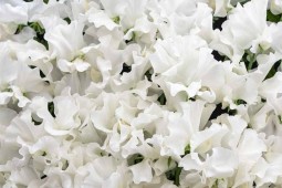 Фиксатор Белоцветочный